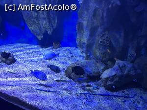 [P53] Hurghada Grand Aquarium » foto by nicole33
 - 
<span class="allrVoted glyphicon glyphicon-heart hidden" id="av1025371"></span>
<a class="m-l-10 hidden" id="sv1025371" onclick="voting_Foto_DelVot(,1025371,24519)" role="button">șterge vot <span class="glyphicon glyphicon-remove"></span></a>
<a id="v91025371" class=" c-red"  onclick="voting_Foto_SetVot(1025371)" role="button"><span class="glyphicon glyphicon-heart-empty"></span> <b>LIKE</b> = Votează poza</a> <img class="hidden"  id="f1025371W9" src="/imagini/loader.gif" border="0" /><span class="AjErrMes hidden" id="e1025371ErM"></span>