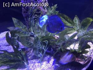 [P54] Hurghada Grand Aquarium - » foto by nicole33
 - 
<span class="allrVoted glyphicon glyphicon-heart hidden" id="av1025372"></span>
<a class="m-l-10 hidden" id="sv1025372" onclick="voting_Foto_DelVot(,1025372,24519)" role="button">șterge vot <span class="glyphicon glyphicon-remove"></span></a>
<a id="v91025372" class=" c-red"  onclick="voting_Foto_SetVot(1025372)" role="button"><span class="glyphicon glyphicon-heart-empty"></span> <b>LIKE</b> = Votează poza</a> <img class="hidden"  id="f1025372W9" src="/imagini/loader.gif" border="0" /><span class="AjErrMes hidden" id="e1025372ErM"></span>