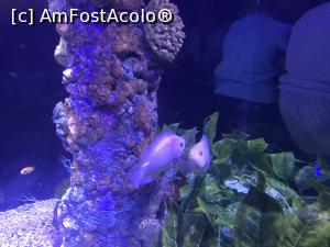 [P57] Hurghada Grand Aquarium » foto by nicole33
 - 
<span class="allrVoted glyphicon glyphicon-heart hidden" id="av1025375"></span>
<a class="m-l-10 hidden" id="sv1025375" onclick="voting_Foto_DelVot(,1025375,24519)" role="button">șterge vot <span class="glyphicon glyphicon-remove"></span></a>
<a id="v91025375" class=" c-red"  onclick="voting_Foto_SetVot(1025375)" role="button"><span class="glyphicon glyphicon-heart-empty"></span> <b>LIKE</b> = Votează poza</a> <img class="hidden"  id="f1025375W9" src="/imagini/loader.gif" border="0" /><span class="AjErrMes hidden" id="e1025375ErM"></span>