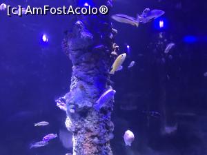 [P59] Hurghada Grand Aquarium » foto by nicole33
 - 
<span class="allrVoted glyphicon glyphicon-heart hidden" id="av1025377"></span>
<a class="m-l-10 hidden" id="sv1025377" onclick="voting_Foto_DelVot(,1025377,24519)" role="button">șterge vot <span class="glyphicon glyphicon-remove"></span></a>
<a id="v91025377" class=" c-red"  onclick="voting_Foto_SetVot(1025377)" role="button"><span class="glyphicon glyphicon-heart-empty"></span> <b>LIKE</b> = Votează poza</a> <img class="hidden"  id="f1025377W9" src="/imagini/loader.gif" border="0" /><span class="AjErrMes hidden" id="e1025377ErM"></span>