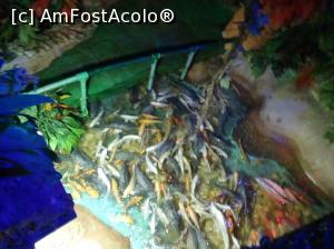 [P06] Hurghada Grand Aquarium - peşti de apă dulce » foto by nicole33
 - 
<span class="allrVoted glyphicon glyphicon-heart hidden" id="av1025324"></span>
<a class="m-l-10 hidden" id="sv1025324" onclick="voting_Foto_DelVot(,1025324,24519)" role="button">șterge vot <span class="glyphicon glyphicon-remove"></span></a>
<a id="v91025324" class=" c-red"  onclick="voting_Foto_SetVot(1025324)" role="button"><span class="glyphicon glyphicon-heart-empty"></span> <b>LIKE</b> = Votează poza</a> <img class="hidden"  id="f1025324W9" src="/imagini/loader.gif" border="0" /><span class="AjErrMes hidden" id="e1025324ErM"></span>