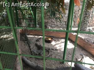 [P69] Hurghada Grand Aquarium - iguane verzi » foto by nicole33
 - 
<span class="allrVoted glyphicon glyphicon-heart hidden" id="av1025387"></span>
<a class="m-l-10 hidden" id="sv1025387" onclick="voting_Foto_DelVot(,1025387,24519)" role="button">șterge vot <span class="glyphicon glyphicon-remove"></span></a>
<a id="v91025387" class=" c-red"  onclick="voting_Foto_SetVot(1025387)" role="button"><span class="glyphicon glyphicon-heart-empty"></span> <b>LIKE</b> = Votează poza</a> <img class="hidden"  id="f1025387W9" src="/imagini/loader.gif" border="0" /><span class="AjErrMes hidden" id="e1025387ErM"></span>