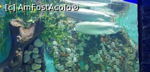 [P07] Hurghada Grand Aquarium » foto by nicole33
 - 
<span class="allrVoted glyphicon glyphicon-heart hidden" id="av1025325"></span>
<a class="m-l-10 hidden" id="sv1025325" onclick="voting_Foto_DelVot(,1025325,24519)" role="button">șterge vot <span class="glyphicon glyphicon-remove"></span></a>
<a id="v91025325" class=" c-red"  onclick="voting_Foto_SetVot(1025325)" role="button"><span class="glyphicon glyphicon-heart-empty"></span> <b>LIKE</b> = Votează poza</a> <img class="hidden"  id="f1025325W9" src="/imagini/loader.gif" border="0" /><span class="AjErrMes hidden" id="e1025325ErM"></span>