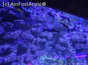 [P08] Hurghada Grand Aquarium - peşti pangasius uriaşi » foto by nicole33
 - 
<span class="allrVoted glyphicon glyphicon-heart hidden" id="av1025326"></span>
<a class="m-l-10 hidden" id="sv1025326" onclick="voting_Foto_DelVot(,1025326,24519)" role="button">șterge vot <span class="glyphicon glyphicon-remove"></span></a>
<a id="v91025326" class=" c-red"  onclick="voting_Foto_SetVot(1025326)" role="button"><span class="glyphicon glyphicon-heart-empty"></span> <b>LIKE</b> = Votează poza</a> <img class="hidden"  id="f1025326W9" src="/imagini/loader.gif" border="0" /><span class="AjErrMes hidden" id="e1025326ErM"></span>