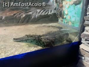 [P10] Alligator » foto by AZE
 - 
<span class="allrVoted glyphicon glyphicon-heart hidden" id="av1417363"></span>
<a class="m-l-10 hidden" id="sv1417363" onclick="voting_Foto_DelVot(,1417363,24519)" role="button">șterge vot <span class="glyphicon glyphicon-remove"></span></a>
<a id="v91417363" class=" c-red"  onclick="voting_Foto_SetVot(1417363)" role="button"><span class="glyphicon glyphicon-heart-empty"></span> <b>LIKE</b> = Votează poza</a> <img class="hidden"  id="f1417363W9" src="/imagini/loader.gif" border="0" /><span class="AjErrMes hidden" id="e1417363ErM"></span>