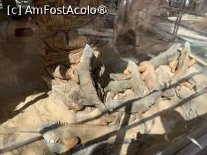 [P32] Iguane sub sticlă la soare » foto by AZE
 - 
<span class="allrVoted glyphicon glyphicon-heart hidden" id="av1417385"></span>
<a class="m-l-10 hidden" id="sv1417385" onclick="voting_Foto_DelVot(,1417385,24519)" role="button">șterge vot <span class="glyphicon glyphicon-remove"></span></a>
<a id="v91417385" class=" c-red"  onclick="voting_Foto_SetVot(1417385)" role="button"><span class="glyphicon glyphicon-heart-empty"></span> <b>LIKE</b> = Votează poza</a> <img class="hidden"  id="f1417385W9" src="/imagini/loader.gif" border="0" /><span class="AjErrMes hidden" id="e1417385ErM"></span>