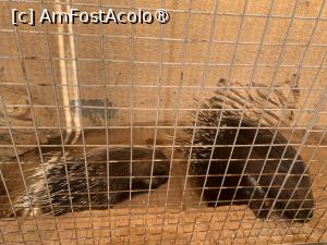 [P83] Porcul spinos african » foto by AZE
 - 
<span class="allrVoted glyphicon glyphicon-heart hidden" id="av1417436"></span>
<a class="m-l-10 hidden" id="sv1417436" onclick="voting_Foto_DelVot(,1417436,24519)" role="button">șterge vot <span class="glyphicon glyphicon-remove"></span></a>
<a id="v91417436" class=" c-red"  onclick="voting_Foto_SetVot(1417436)" role="button"><span class="glyphicon glyphicon-heart-empty"></span> <b>LIKE</b> = Votează poza</a> <img class="hidden"  id="f1417436W9" src="/imagini/loader.gif" border="0" /><span class="AjErrMes hidden" id="e1417436ErM"></span>