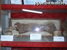 [P10 <small>[APR 2016]</small>] Oasele de dinozauri, motivul pentru care am venit sa vizitam acest loc, in care am descoperit apoi lucruri foarte interesante » foto by sunflower
 - 
<span class="allrVoted glyphicon glyphicon-heart hidden" id="av316952"></span>
<a class="m-l-10 hidden" id="sv316952" onclick="voting_Foto_DelVot(,316952,24575)" role="button">șterge vot <span class="glyphicon glyphicon-remove"></span></a>
<a id="v9316952" class=" c-red"  onclick="voting_Foto_SetVot(316952)" role="button"><span class="glyphicon glyphicon-heart-empty"></span> <b>LIKE</b> = Votează poza</a> <img class="hidden"  id="f316952W9" src="/imagini/loader.gif" border="0" /><span class="AjErrMes hidden" id="e316952ErM"></span>