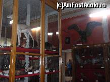 [P17 <small>[APR 2016]</small>] Vitrina cu ...caprioare! In spate se vede vulturul cu aripile gata de ybor! » foto by sunflower
 - 
<span class="allrVoted glyphicon glyphicon-heart hidden" id="av316959"></span>
<a class="m-l-10 hidden" id="sv316959" onclick="voting_Foto_DelVot(,316959,24575)" role="button">șterge vot <span class="glyphicon glyphicon-remove"></span></a>
<a id="v9316959" class=" c-red"  onclick="voting_Foto_SetVot(316959)" role="button"><span class="glyphicon glyphicon-heart-empty"></span> <b>LIKE</b> = Votează poza</a> <img class="hidden"  id="f316959W9" src="/imagini/loader.gif" border="0" /><span class="AjErrMes hidden" id="e316959ErM"></span>