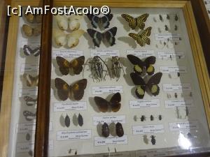 [P11] Alți fluturi și insecte din Noua Guinee – Muzeul de Științele Naturii din Aiud.  » foto by tata123 🔱
 - 
<span class="allrVoted glyphicon glyphicon-heart hidden" id="av1030067"></span>
<a class="m-l-10 hidden" id="sv1030067" onclick="voting_Foto_DelVot(,1030067,24575)" role="button">șterge vot <span class="glyphicon glyphicon-remove"></span></a>
<a id="v91030067" class=" c-red"  onclick="voting_Foto_SetVot(1030067)" role="button"><span class="glyphicon glyphicon-heart-empty"></span> <b>LIKE</b> = Votează poza</a> <img class="hidden"  id="f1030067W9" src="/imagini/loader.gif" border="0" /><span class="AjErrMes hidden" id="e1030067ErM"></span>