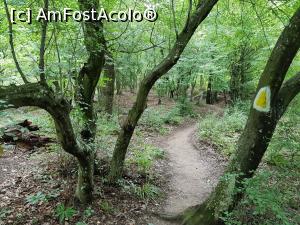 [P02] Traseul urcă prin pădurea de foioase. » foto by Floryn81
 - 
<span class="allrVoted glyphicon glyphicon-heart hidden" id="av1209984"></span>
<a class="m-l-10 hidden" id="sv1209984" onclick="voting_Foto_DelVot(,1209984,24578)" role="button">șterge vot <span class="glyphicon glyphicon-remove"></span></a>
<a id="v91209984" class=" c-red"  onclick="voting_Foto_SetVot(1209984)" role="button"><span class="glyphicon glyphicon-heart-empty"></span> <b>LIKE</b> = Votează poza</a> <img class="hidden"  id="f1209984W9" src="/imagini/loader.gif" border="0" /><span class="AjErrMes hidden" id="e1209984ErM"></span>