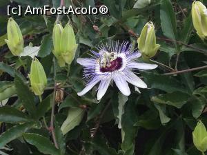[P21] O floare corsicană, din Paese di Lava » foto by Mika
 - 
<span class="allrVoted glyphicon glyphicon-heart hidden" id="av1030822"></span>
<a class="m-l-10 hidden" id="sv1030822" onclick="voting_Foto_DelVot(,1030822,24581)" role="button">șterge vot <span class="glyphicon glyphicon-remove"></span></a>
<a id="v91030822" class=" c-red"  onclick="voting_Foto_SetVot(1030822)" role="button"><span class="glyphicon glyphicon-heart-empty"></span> <b>LIKE</b> = Votează poza</a> <img class="hidden"  id="f1030822W9" src="/imagini/loader.gif" border="0" /><span class="AjErrMes hidden" id="e1030822ErM"></span>