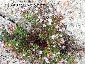 [P04] Floricele de pe plajă, protejate prin lege » foto by Mika
 - 
<span class="allrVoted glyphicon glyphicon-heart hidden" id="av1030781"></span>
<a class="m-l-10 hidden" id="sv1030781" onclick="voting_Foto_DelVot(,1030781,24581)" role="button">șterge vot <span class="glyphicon glyphicon-remove"></span></a>
<a id="v91030781" class=" c-red"  onclick="voting_Foto_SetVot(1030781)" role="button"><span class="glyphicon glyphicon-heart-empty"></span> <b>LIKE</b> = Votează poza</a> <img class="hidden"  id="f1030781W9" src="/imagini/loader.gif" border="0" /><span class="AjErrMes hidden" id="e1030781ErM"></span>