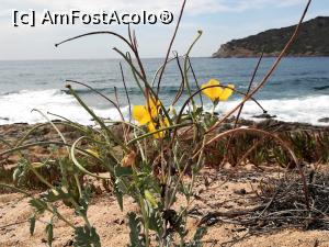 [P08] La linaire jaune - o frumoasă floare de pe plajă » foto by Mika
 - 
<span class="allrVoted glyphicon glyphicon-heart hidden" id="av1030790"></span>
<a class="m-l-10 hidden" id="sv1030790" onclick="voting_Foto_DelVot(,1030790,24581)" role="button">șterge vot <span class="glyphicon glyphicon-remove"></span></a>
<a id="v91030790" class=" c-red"  onclick="voting_Foto_SetVot(1030790)" role="button"><span class="glyphicon glyphicon-heart-empty"></span> <b>LIKE</b> = Votează poza</a> <img class="hidden"  id="f1030790W9" src="/imagini/loader.gif" border="0" /><span class="AjErrMes hidden" id="e1030790ErM"></span>