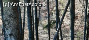 [P31] Mănăstirea Văleni, Argeș, Pădurea și jos în vale se vede firav pârâul Văleni » foto by mprofeanu
 - 
<span class="allrVoted glyphicon glyphicon-heart hidden" id="av1464927"></span>
<a class="m-l-10 hidden" id="sv1464927" onclick="voting_Foto_DelVot(,1464927,24636)" role="button">șterge vot <span class="glyphicon glyphicon-remove"></span></a>
<a id="v91464927" class=" c-red"  onclick="voting_Foto_SetVot(1464927)" role="button"><span class="glyphicon glyphicon-heart-empty"></span> <b>LIKE</b> = Votează poza</a> <img class="hidden"  id="f1464927W9" src="/imagini/loader.gif" border="0" /><span class="AjErrMes hidden" id="e1464927ErM"></span>