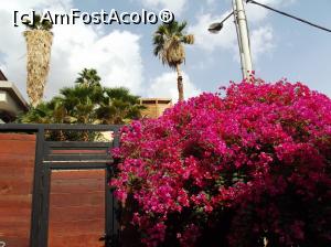 [P01] Tufa de bougainvillea din patio şi poarta înaltă dincolo de care nu se vedea nimic » foto by irinad
 - 
<span class="allrVoted glyphicon glyphicon-heart hidden" id="av1036983"></span>
<a class="m-l-10 hidden" id="sv1036983" onclick="voting_Foto_DelVot(,1036983,24646)" role="button">șterge vot <span class="glyphicon glyphicon-remove"></span></a>
<a id="v91036983" class=" c-red"  onclick="voting_Foto_SetVot(1036983)" role="button"><span class="glyphicon glyphicon-heart-empty"></span> <b>LIKE</b> = Votează poza</a> <img class="hidden"  id="f1036983W9" src="/imagini/loader.gif" border="0" /><span class="AjErrMes hidden" id="e1036983ErM"></span>