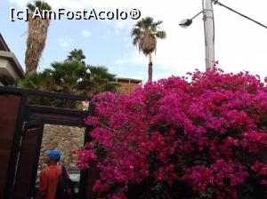[P23] Ieşind pe poartă, bougainvillea rămâne în patio ferită de privirile trecătorilor » foto by irinad
 - 
<span class="allrVoted glyphicon glyphicon-heart hidden" id="av1037005"></span>
<a class="m-l-10 hidden" id="sv1037005" onclick="voting_Foto_DelVot(,1037005,24646)" role="button">șterge vot <span class="glyphicon glyphicon-remove"></span></a>
<a id="v91037005" class=" c-red"  onclick="voting_Foto_SetVot(1037005)" role="button"><span class="glyphicon glyphicon-heart-empty"></span> <b>LIKE</b> = Votează poza</a> <img class="hidden"  id="f1037005W9" src="/imagini/loader.gif" border="0" /><span class="AjErrMes hidden" id="e1037005ErM"></span>