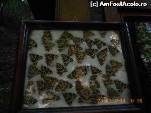 [P11] Fluturii aflați într-un insectar la casa de bilete.  » foto by Rodel
 - 
<span class="allrVoted glyphicon glyphicon-heart hidden" id="av574483"></span>
<a class="m-l-10 hidden" id="sv574483" onclick="voting_Foto_DelVot(,574483,24714)" role="button">șterge vot <span class="glyphicon glyphicon-remove"></span></a>
<a id="v9574483" class=" c-red"  onclick="voting_Foto_SetVot(574483)" role="button"><span class="glyphicon glyphicon-heart-empty"></span> <b>LIKE</b> = Votează poza</a> <img class="hidden"  id="f574483W9" src="/imagini/loader.gif" border="0" /><span class="AjErrMes hidden" id="e574483ErM"></span>