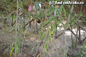 [P05] Fluturi rosii » foto by cristianam
 - 
<span class="allrVoted glyphicon glyphicon-heart hidden" id="av360897"></span>
<a class="m-l-10 hidden" id="sv360897" onclick="voting_Foto_DelVot(,360897,24714)" role="button">șterge vot <span class="glyphicon glyphicon-remove"></span></a>
<a id="v9360897" class=" c-red"  onclick="voting_Foto_SetVot(360897)" role="button"><span class="glyphicon glyphicon-heart-empty"></span> <b>LIKE</b> = Votează poza</a> <img class="hidden"  id="f360897W9" src="/imagini/loader.gif" border="0" /><span class="AjErrMes hidden" id="e360897ErM"></span>