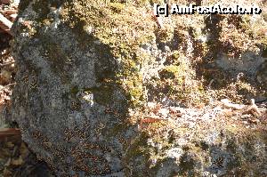 [P06] Roca acoperita de fluturi » foto by cristianam
 - 
<span class="allrVoted glyphicon glyphicon-heart hidden" id="av360899"></span>
<a class="m-l-10 hidden" id="sv360899" onclick="voting_Foto_DelVot(,360899,24714)" role="button">șterge vot <span class="glyphicon glyphicon-remove"></span></a>
<a id="v9360899" class=" c-red"  onclick="voting_Foto_SetVot(360899)" role="button"><span class="glyphicon glyphicon-heart-empty"></span> <b>LIKE</b> = Votează poza</a> <img class="hidden"  id="f360899W9" src="/imagini/loader.gif" border="0" /><span class="AjErrMes hidden" id="e360899ErM"></span>