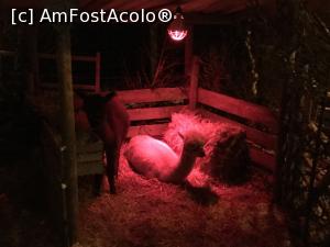 [P58] Halsbacher Waldweihnacht - Alpacale la odihna » foto by mishu
 - 
<span class="allrVoted glyphicon glyphicon-heart hidden" id="av1043638"></span>
<a class="m-l-10 hidden" id="sv1043638" onclick="voting_Foto_DelVot(,1043638,24720)" role="button">șterge vot <span class="glyphicon glyphicon-remove"></span></a>
<a id="v91043638" class=" c-red"  onclick="voting_Foto_SetVot(1043638)" role="button"><span class="glyphicon glyphicon-heart-empty"></span> <b>LIKE</b> = Votează poza</a> <img class="hidden"  id="f1043638W9" src="/imagini/loader.gif" border="0" /><span class="AjErrMes hidden" id="e1043638ErM"></span>