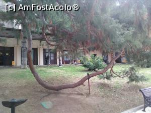 [P42] O ramură dansantă a arborelui sequoia din parc » foto by Carmen Ion
 - 
<span class="allrVoted glyphicon glyphicon-heart hidden" id="av1059482"></span>
<a class="m-l-10 hidden" id="sv1059482" onclick="voting_Foto_DelVot(,1059482,24725)" role="button">șterge vot <span class="glyphicon glyphicon-remove"></span></a>
<a id="v91059482" class=" c-red"  onclick="voting_Foto_SetVot(1059482)" role="button"><span class="glyphicon glyphicon-heart-empty"></span> <b>LIKE</b> = Votează poza</a> <img class="hidden"  id="f1059482W9" src="/imagini/loader.gif" border="0" /><span class="AjErrMes hidden" id="e1059482ErM"></span>