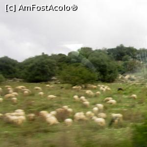 [P05] Turmă de oi în satul Maristella (in fiecare turmă este o oaie neagră)  » foto by Michi
 - 
<span class="allrVoted glyphicon glyphicon-heart hidden" id="av1045987"></span>
<a class="m-l-10 hidden" id="sv1045987" onclick="voting_Foto_DelVot(,1045987,24752)" role="button">șterge vot <span class="glyphicon glyphicon-remove"></span></a>
<a id="v91045987" class=" c-red"  onclick="voting_Foto_SetVot(1045987)" role="button"><span class="glyphicon glyphicon-heart-empty"></span> <b>LIKE</b> = Votează poza</a> <img class="hidden"  id="f1045987W9" src="/imagini/loader.gif" border="0" /><span class="AjErrMes hidden" id="e1045987ErM"></span>