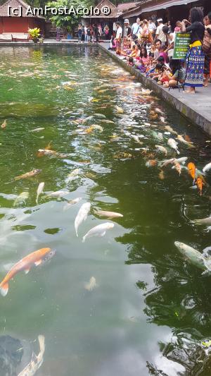 [P30] Pura Tirta Empul - bazin cu pesti koi » foto by r-Uca
 - 
<span class="allrVoted glyphicon glyphicon-heart hidden" id="av1054327"></span>
<a class="m-l-10 hidden" id="sv1054327" onclick="voting_Foto_DelVot(,1054327,24873)" role="button">șterge vot <span class="glyphicon glyphicon-remove"></span></a>
<a id="v91054327" class=" c-red"  onclick="voting_Foto_SetVot(1054327)" role="button"><span class="glyphicon glyphicon-heart-empty"></span> <b>LIKE</b> = Votează poza</a> <img class="hidden"  id="f1054327W9" src="/imagini/loader.gif" border="0" /><span class="AjErrMes hidden" id="e1054327ErM"></span>