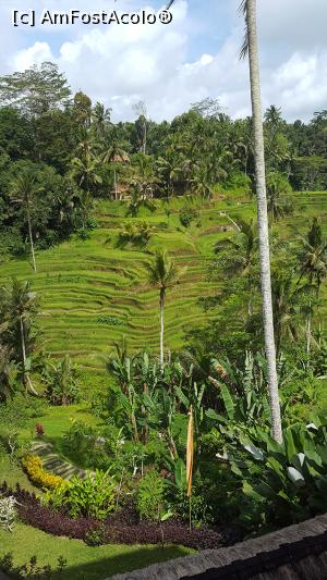 [P32] Tegallalang Rice Terrace » foto by r-Uca
 - 
<span class="allrVoted glyphicon glyphicon-heart hidden" id="av1054329"></span>
<a class="m-l-10 hidden" id="sv1054329" onclick="voting_Foto_DelVot(,1054329,24873)" role="button">șterge vot <span class="glyphicon glyphicon-remove"></span></a>
<a id="v91054329" class=" c-red"  onclick="voting_Foto_SetVot(1054329)" role="button"><span class="glyphicon glyphicon-heart-empty"></span> <b>LIKE</b> = Votează poza</a> <img class="hidden"  id="f1054329W9" src="/imagini/loader.gif" border="0" /><span class="AjErrMes hidden" id="e1054329ErM"></span>