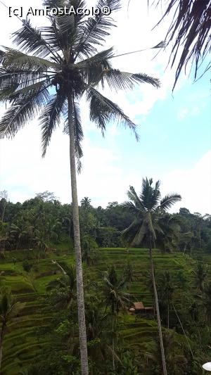 [P36] Tegallalang Rice Terrace » foto by r-Uca
 - 
<span class="allrVoted glyphicon glyphicon-heart hidden" id="av1054333"></span>
<a class="m-l-10 hidden" id="sv1054333" onclick="voting_Foto_DelVot(,1054333,24873)" role="button">șterge vot <span class="glyphicon glyphicon-remove"></span></a>
<a id="v91054333" class=" c-red"  onclick="voting_Foto_SetVot(1054333)" role="button"><span class="glyphicon glyphicon-heart-empty"></span> <b>LIKE</b> = Votează poza</a> <img class="hidden"  id="f1054333W9" src="/imagini/loader.gif" border="0" /><span class="AjErrMes hidden" id="e1054333ErM"></span>