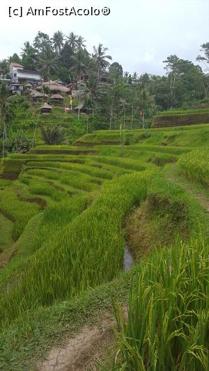 [P37] Tegallalang Rice Terrace » foto by r-Uca
 - 
<span class="allrVoted glyphicon glyphicon-heart hidden" id="av1054334"></span>
<a class="m-l-10 hidden" id="sv1054334" onclick="voting_Foto_DelVot(,1054334,24873)" role="button">șterge vot <span class="glyphicon glyphicon-remove"></span></a>
<a id="v91054334" class=" c-red"  onclick="voting_Foto_SetVot(1054334)" role="button"><span class="glyphicon glyphicon-heart-empty"></span> <b>LIKE</b> = Votează poza</a> <img class="hidden"  id="f1054334W9" src="/imagini/loader.gif" border="0" /><span class="AjErrMes hidden" id="e1054334ErM"></span>