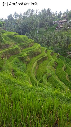 [P39] Tegallalang Rice Terrace » foto by r-Uca
 - 
<span class="allrVoted glyphicon glyphicon-heart hidden" id="av1054336"></span>
<a class="m-l-10 hidden" id="sv1054336" onclick="voting_Foto_DelVot(,1054336,24873)" role="button">șterge vot <span class="glyphicon glyphicon-remove"></span></a>
<a id="v91054336" class=" c-red"  onclick="voting_Foto_SetVot(1054336)" role="button"><span class="glyphicon glyphicon-heart-empty"></span> <b>LIKE</b> = Votează poza</a> <img class="hidden"  id="f1054336W9" src="/imagini/loader.gif" border="0" /><span class="AjErrMes hidden" id="e1054336ErM"></span>