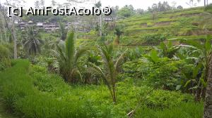 [P41] Tegallalang Rice Terrace » foto by r-Uca
 - 
<span class="allrVoted glyphicon glyphicon-heart hidden" id="av1054338"></span>
<a class="m-l-10 hidden" id="sv1054338" onclick="voting_Foto_DelVot(,1054338,24873)" role="button">șterge vot <span class="glyphicon glyphicon-remove"></span></a>
<a id="v91054338" class=" c-red"  onclick="voting_Foto_SetVot(1054338)" role="button"><span class="glyphicon glyphicon-heart-empty"></span> <b>LIKE</b> = Votează poza</a> <img class="hidden"  id="f1054338W9" src="/imagini/loader.gif" border="0" /><span class="AjErrMes hidden" id="e1054338ErM"></span>