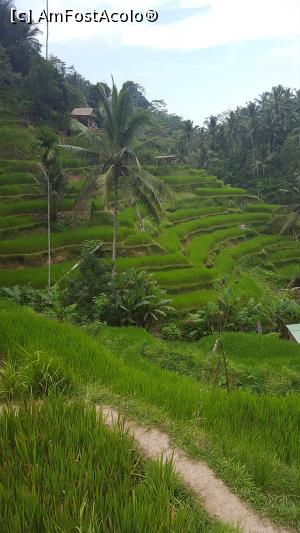 [P42] Tegallalang Rice Terrace » foto by r-Uca
 - 
<span class="allrVoted glyphicon glyphicon-heart hidden" id="av1054339"></span>
<a class="m-l-10 hidden" id="sv1054339" onclick="voting_Foto_DelVot(,1054339,24873)" role="button">șterge vot <span class="glyphicon glyphicon-remove"></span></a>
<a id="v91054339" class=" c-red"  onclick="voting_Foto_SetVot(1054339)" role="button"><span class="glyphicon glyphicon-heart-empty"></span> <b>LIKE</b> = Votează poza</a> <img class="hidden"  id="f1054339W9" src="/imagini/loader.gif" border="0" /><span class="AjErrMes hidden" id="e1054339ErM"></span>