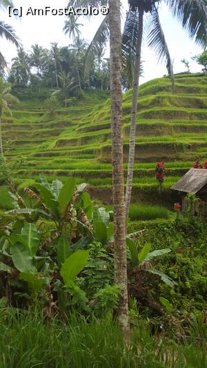 [P43] Tegallalang Rice Terrace » foto by r-Uca
 - 
<span class="allrVoted glyphicon glyphicon-heart hidden" id="av1054340"></span>
<a class="m-l-10 hidden" id="sv1054340" onclick="voting_Foto_DelVot(,1054340,24873)" role="button">șterge vot <span class="glyphicon glyphicon-remove"></span></a>
<a id="v91054340" class=" c-red"  onclick="voting_Foto_SetVot(1054340)" role="button"><span class="glyphicon glyphicon-heart-empty"></span> <b>LIKE</b> = Votează poza</a> <img class="hidden"  id="f1054340W9" src="/imagini/loader.gif" border="0" /><span class="AjErrMes hidden" id="e1054340ErM"></span>