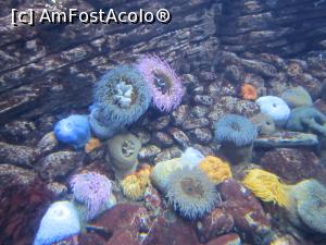[P15] Miracol subacvatic » foto by bica adriana
 - 
<span class="allrVoted glyphicon glyphicon-heart hidden" id="av1057808"></span>
<a class="m-l-10 hidden" id="sv1057808" onclick="voting_Foto_DelVot(,1057808,24947)" role="button">șterge vot <span class="glyphicon glyphicon-remove"></span></a>
<a id="v91057808" class=" c-red"  onclick="voting_Foto_SetVot(1057808)" role="button"><span class="glyphicon glyphicon-heart-empty"></span> <b>LIKE</b> = Votează poza</a> <img class="hidden"  id="f1057808W9" src="/imagini/loader.gif" border="0" /><span class="AjErrMes hidden" id="e1057808ErM"></span>