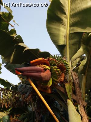[P18] Floarea si fructele unui bananier » foto by pmanuela
 - 
<span class="allrVoted glyphicon glyphicon-heart hidden" id="av1057933"></span>
<a class="m-l-10 hidden" id="sv1057933" onclick="voting_Foto_DelVot(,1057933,24949)" role="button">șterge vot <span class="glyphicon glyphicon-remove"></span></a>
<a id="v91057933" class=" c-red"  onclick="voting_Foto_SetVot(1057933)" role="button"><span class="glyphicon glyphicon-heart-empty"></span> <b>LIKE</b> = Votează poza</a> <img class="hidden"  id="f1057933W9" src="/imagini/loader.gif" border="0" /><span class="AjErrMes hidden" id="e1057933ErM"></span>