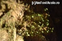 [P17] Urme de frunzisoare in pestera. Erau luminate cu un bec, noapte si...noapte. Aici ghidul a povestit celor 3 copii din grup despre fotosinteza. Boring, stiam lucrurile alea de la gradinita » foto by MCM
 - 
<span class="allrVoted glyphicon glyphicon-heart hidden" id="av307082"></span>
<a class="m-l-10 hidden" id="sv307082" onclick="voting_Foto_DelVot(,307082,25022)" role="button">șterge vot <span class="glyphicon glyphicon-remove"></span></a>
<a id="v9307082" class=" c-red"  onclick="voting_Foto_SetVot(307082)" role="button"><span class="glyphicon glyphicon-heart-empty"></span> <b>LIKE</b> = Votează poza</a> <img class="hidden"  id="f307082W9" src="/imagini/loader.gif" border="0" /><span class="AjErrMes hidden" id="e307082ErM"></span>