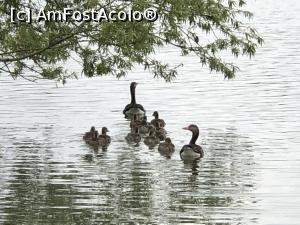 [P22] Familia de pe lac » foto by Dan&Ema
 - 
<span class="allrVoted glyphicon glyphicon-heart hidden" id="av1070979"></span>
<a class="m-l-10 hidden" id="sv1070979" onclick="voting_Foto_DelVot(,1070979,25151)" role="button">șterge vot <span class="glyphicon glyphicon-remove"></span></a>
<a id="v91070979" class=" c-red"  onclick="voting_Foto_SetVot(1070979)" role="button"><span class="glyphicon glyphicon-heart-empty"></span> <b>LIKE</b> = Votează poza</a> <img class="hidden"  id="f1070979W9" src="/imagini/loader.gif" border="0" /><span class="AjErrMes hidden" id="e1070979ErM"></span>