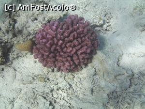 [P02] Coral Roz in mare » foto by hoamearoxana
 - 
<span class="allrVoted glyphicon glyphicon-heart hidden" id="av1193263"></span>
<a class="m-l-10 hidden" id="sv1193263" onclick="voting_Foto_DelVot(,1193263,25213)" role="button">șterge vot <span class="glyphicon glyphicon-remove"></span></a>
<a id="v91193263" class=" c-red"  onclick="voting_Foto_SetVot(1193263)" role="button"><span class="glyphicon glyphicon-heart-empty"></span> <b>LIKE</b> = Votează poza</a> <img class="hidden"  id="f1193263W9" src="/imagini/loader.gif" border="0" /><span class="AjErrMes hidden" id="e1193263ErM"></span>