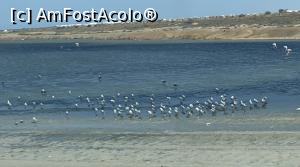 [P25] Flamingo pe lacul dela Monastir » foto by AZE
 - 
<span class="allrVoted glyphicon glyphicon-heart hidden" id="av1381225"></span>
<a class="m-l-10 hidden" id="sv1381225" onclick="voting_Foto_DelVot(,1381225,25227)" role="button">șterge vot <span class="glyphicon glyphicon-remove"></span></a>
<a id="v91381225" class=" c-red"  onclick="voting_Foto_SetVot(1381225)" role="button"><span class="glyphicon glyphicon-heart-empty"></span> <b>LIKE</b> = Votează poza</a> <img class="hidden"  id="f1381225W9" src="/imagini/loader.gif" border="0" /><span class="AjErrMes hidden" id="e1381225ErM"></span>