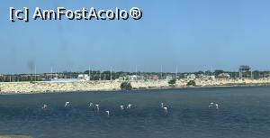 [P27] Flamingo pe lacul dela Monastir » foto by AZE
 - 
<span class="allrVoted glyphicon glyphicon-heart hidden" id="av1381227"></span>
<a class="m-l-10 hidden" id="sv1381227" onclick="voting_Foto_DelVot(,1381227,25227)" role="button">șterge vot <span class="glyphicon glyphicon-remove"></span></a>
<a id="v91381227" class=" c-red"  onclick="voting_Foto_SetVot(1381227)" role="button"><span class="glyphicon glyphicon-heart-empty"></span> <b>LIKE</b> = Votează poza</a> <img class="hidden"  id="f1381227W9" src="/imagini/loader.gif" border="0" /><span class="AjErrMes hidden" id="e1381227ErM"></span>