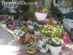 [P21] Aranjamente florale gasesti mai peste tot » foto by dorgo
 - 
<span class="allrVoted glyphicon glyphicon-heart hidden" id="av1125397"></span>
<a class="m-l-10 hidden" id="sv1125397" onclick="voting_Foto_DelVot(,1125397,25283)" role="button">șterge vot <span class="glyphicon glyphicon-remove"></span></a>
<a id="v91125397" class=" c-red"  onclick="voting_Foto_SetVot(1125397)" role="button"><span class="glyphicon glyphicon-heart-empty"></span> <b>LIKE</b> = Votează poza</a> <img class="hidden"  id="f1125397W9" src="/imagini/loader.gif" border="0" /><span class="AjErrMes hidden" id="e1125397ErM"></span>
