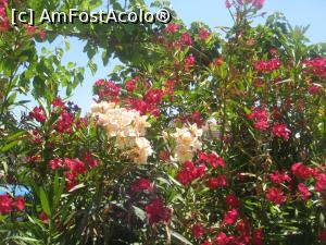 [P23] Creta, insula florilor » foto by dorgo
 - 
<span class="allrVoted glyphicon glyphicon-heart hidden" id="av1125399"></span>
<a class="m-l-10 hidden" id="sv1125399" onclick="voting_Foto_DelVot(,1125399,25283)" role="button">șterge vot <span class="glyphicon glyphicon-remove"></span></a>
<a id="v91125399" class=" c-red"  onclick="voting_Foto_SetVot(1125399)" role="button"><span class="glyphicon glyphicon-heart-empty"></span> <b>LIKE</b> = Votează poza</a> <img class="hidden"  id="f1125399W9" src="/imagini/loader.gif" border="0" /><span class="AjErrMes hidden" id="e1125399ErM"></span>