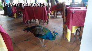 [P24] acum a stat la pozat » foto by grecudoina
 - 
<span class="allrVoted glyphicon glyphicon-heart hidden" id="av1081779"></span>
<a class="m-l-10 hidden" id="sv1081779" onclick="voting_Foto_DelVot(,1081779,25298)" role="button">șterge vot <span class="glyphicon glyphicon-remove"></span></a>
<a id="v91081779" class=" c-red"  onclick="voting_Foto_SetVot(1081779)" role="button"><span class="glyphicon glyphicon-heart-empty"></span> <b>LIKE</b> = Votează poza</a> <img class="hidden"  id="f1081779W9" src="/imagini/loader.gif" border="0" /><span class="AjErrMes hidden" id="e1081779ErM"></span>