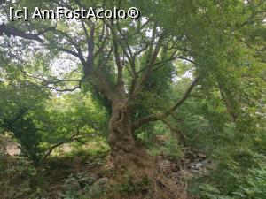 [P40] Drumul spre vathrele din Therma, printr-una din cele mai frumoase păduri pe care le-am văzut.  » foto by Aurici
 - 
<span class="allrVoted glyphicon glyphicon-heart hidden" id="av1084041"></span>
<a class="m-l-10 hidden" id="sv1084041" onclick="voting_Foto_DelVot(,1084041,25342)" role="button">șterge vot <span class="glyphicon glyphicon-remove"></span></a>
<a id="v91084041" class=" c-red"  onclick="voting_Foto_SetVot(1084041)" role="button"><span class="glyphicon glyphicon-heart-empty"></span> <b>LIKE</b> = Votează poza</a> <img class="hidden"  id="f1084041W9" src="/imagini/loader.gif" border="0" /><span class="AjErrMes hidden" id="e1084041ErM"></span>