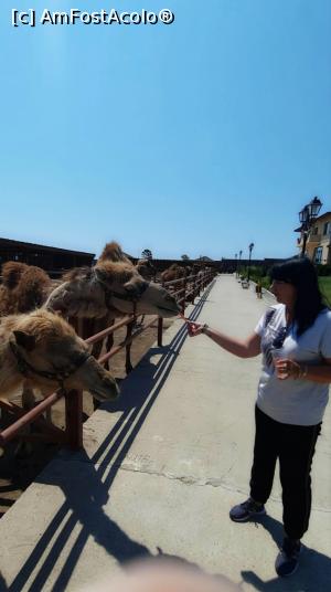 [P01] Camel Park, întrare 20 lev pers, 15 leva călărit cămilă. » foto by animaluta25
 - 
<span class="allrVoted glyphicon glyphicon-heart hidden" id="av1173226"></span>
<a class="m-l-10 hidden" id="sv1173226" onclick="voting_Foto_DelVot(,1173226,25393)" role="button">șterge vot <span class="glyphicon glyphicon-remove"></span></a>
<a id="v91173226" class=" c-red"  onclick="voting_Foto_SetVot(1173226)" role="button"><span class="glyphicon glyphicon-heart-empty"></span> <b>LIKE</b> = Votează poza</a> <img class="hidden"  id="f1173226W9" src="/imagini/loader.gif" border="0" /><span class="AjErrMes hidden" id="e1173226ErM"></span>