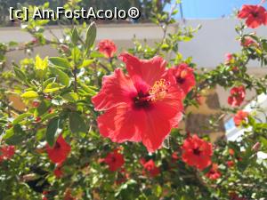 [P04] Flori frumoase în Palaiochora. » foto by maryka
 - 
<span class="allrVoted glyphicon glyphicon-heart hidden" id="av1203071"></span>
<a class="m-l-10 hidden" id="sv1203071" onclick="voting_Foto_DelVot(,1203071,25424)" role="button">șterge vot <span class="glyphicon glyphicon-remove"></span></a>
<a id="v91203071" class=" c-red"  onclick="voting_Foto_SetVot(1203071)" role="button"><span class="glyphicon glyphicon-heart-empty"></span> <b>LIKE</b> = Votează poza</a> <img class="hidden"  id="f1203071W9" src="/imagini/loader.gif" border="0" /><span class="AjErrMes hidden" id="e1203071ErM"></span>