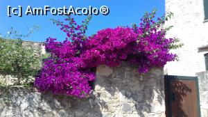 [P01] Bougainvillea de Vamos » foto by irinad
 - 
<span class="allrVoted glyphicon glyphicon-heart hidden" id="av1152143"></span>
<a class="m-l-10 hidden" id="sv1152143" onclick="voting_Foto_DelVot(,1152143,25424)" role="button">șterge vot <span class="glyphicon glyphicon-remove"></span></a>
<a id="v91152143" class=" c-red"  onclick="voting_Foto_SetVot(1152143)" role="button"><span class="glyphicon glyphicon-heart-empty"></span> <b>LIKE</b> = Votează poza</a> <img class="hidden"  id="f1152143W9" src="/imagini/loader.gif" border="0" /><span class="AjErrMes hidden" id="e1152143ErM"></span>