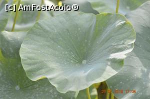 [P27] Frunză de lotus.  » foto by KSV
 - 
<span class="allrVoted glyphicon glyphicon-heart hidden" id="av1090187"></span>
<a class="m-l-10 hidden" id="sv1090187" onclick="voting_Foto_DelVot(,1090187,25437)" role="button">șterge vot <span class="glyphicon glyphicon-remove"></span></a>
<a id="v91090187" class=" c-red"  onclick="voting_Foto_SetVot(1090187)" role="button"><span class="glyphicon glyphicon-heart-empty"></span> <b>LIKE</b> = Votează poza</a> <img class="hidden"  id="f1090187W9" src="/imagini/loader.gif" border="0" /><span class="AjErrMes hidden" id="e1090187ErM"></span>